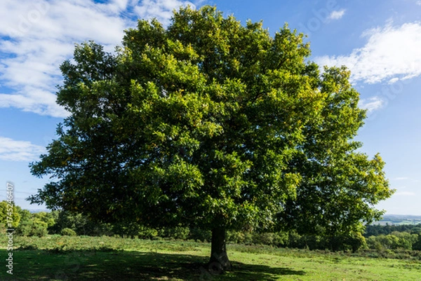 Obraz tree in the park