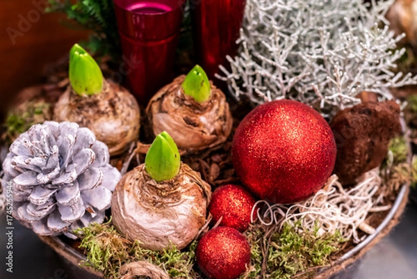 Fototapeta Flower arrangement with sprouting hyacinth bulbs, winter plants and red Christmas balls, selective focus