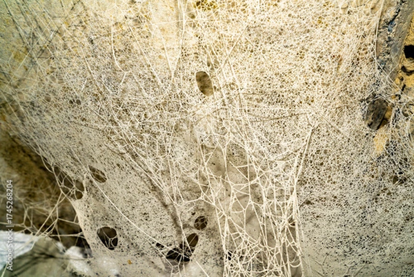 Fototapeta Texture background cobweb old in dust.