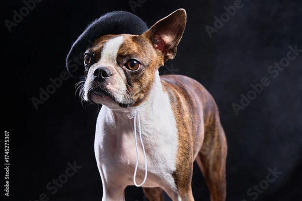 Fototapeta Boston Terrier with a berret