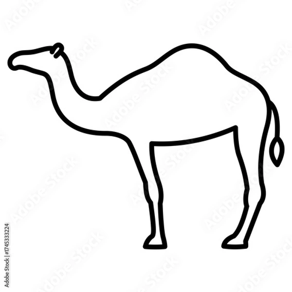Obraz camel