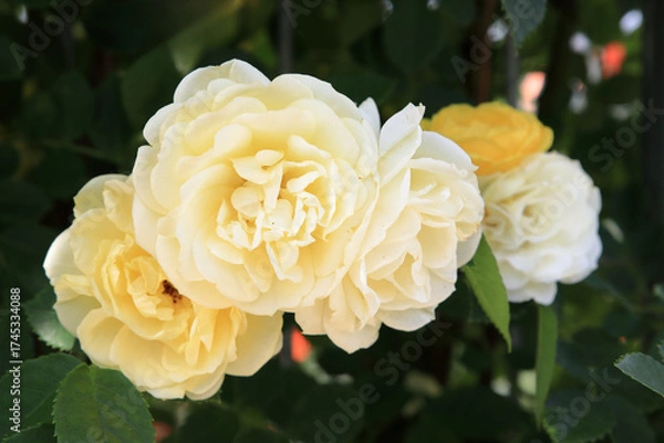 Fototapeta 満開のバラの花