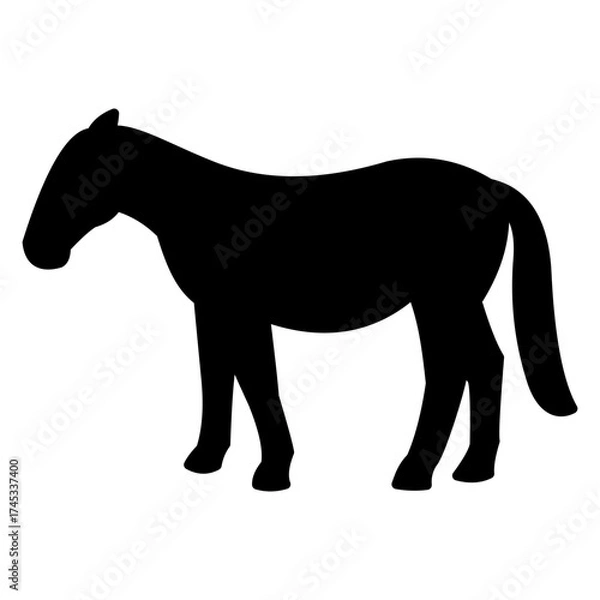 Obraz horse