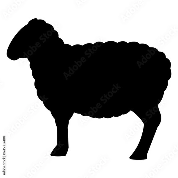 Obraz sheep