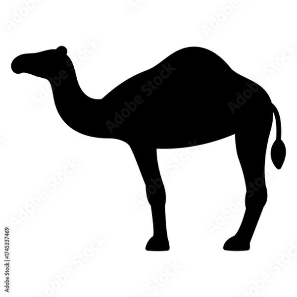Obraz camel