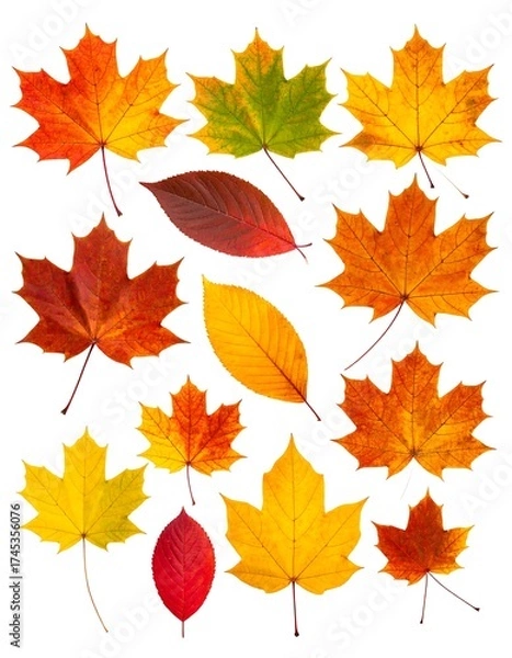 Obraz A collection of diverse, colorful autumn leaves against white