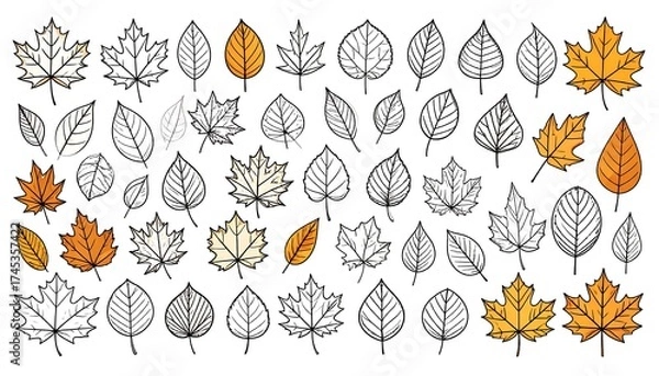 Obraz A collection of various autumn leaves in different shapes and colors