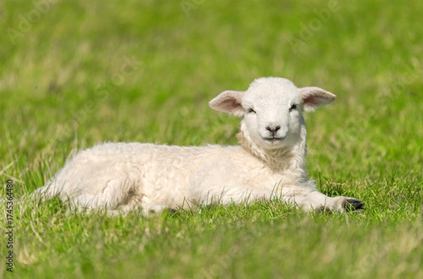 Obraz Easter lamb lying in the grass – 1232