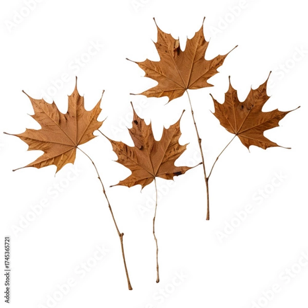 Fototapeta Group of Four Dry Brown Maple Leaves with Stems on a transparent background PNG   