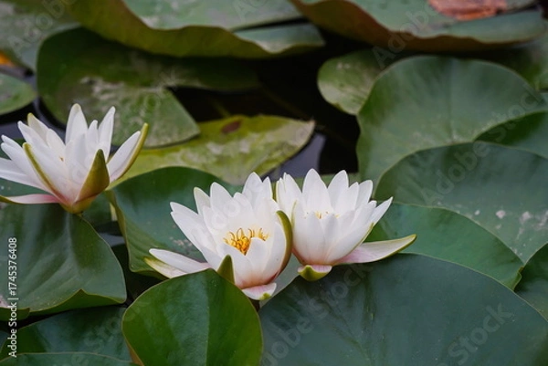 Fototapeta Wild lilies in the city pond, in the park. Autumn time.
