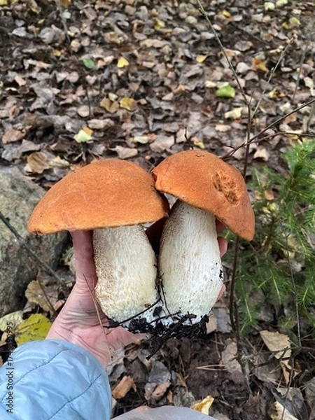 Fototapeta Fresh orange-cap mushrooms picked in autumn forest in Finland