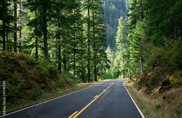 Fototapeta forest road 2