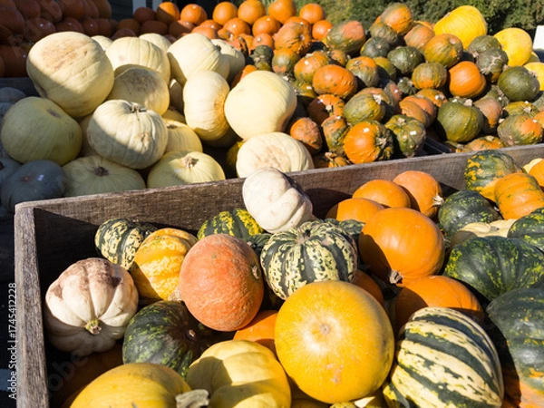 Obraz Piles of pumpkins