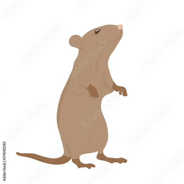 Fototapeta Cute standing mouse illustration — simple and realistic small animal character design.