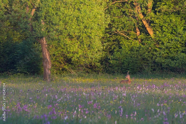 Obraz Wiosenny koziołek