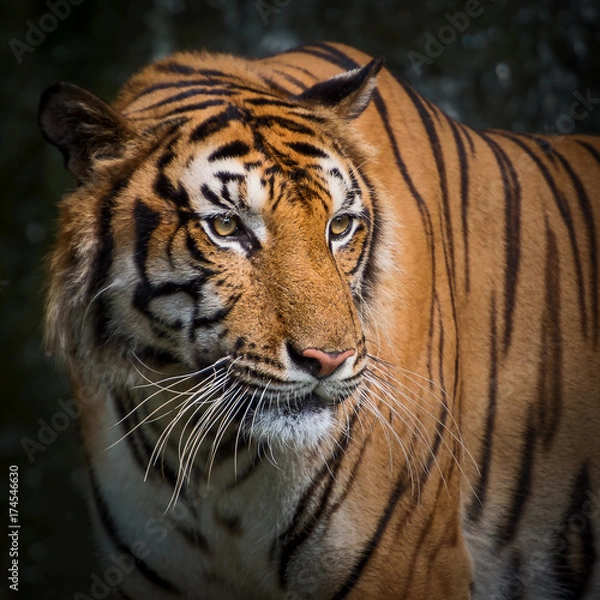 Obraz Close up tiger.