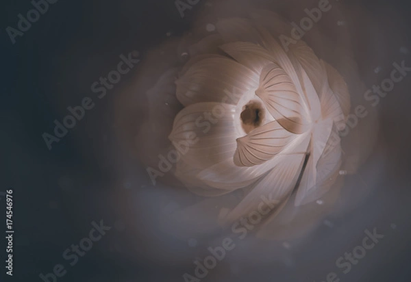 Obraz single dreamy surreal cream flower 