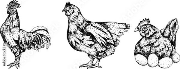 Fototapeta Detailed black-and-white engraving of a rooster, hen, and brooding hen with eggs, showcasing intricate feather patterns and natural poses. Perfect for rustic or farm-themed designs.