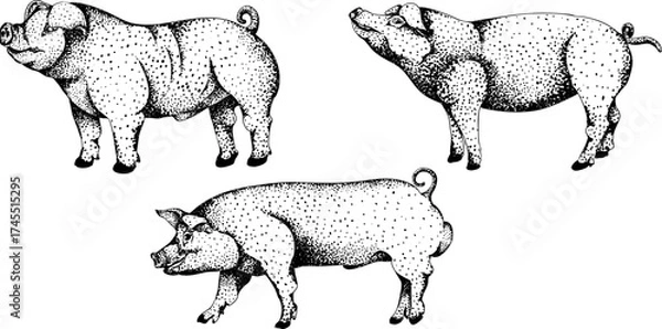 Fototapeta Detailed black-and-white engraving of three pigs in various poses, featuring intricate dot patterns. Great for farm, rustic, or livestock-themed designs.