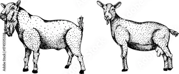 Fototapeta Detailed black-and-white engraving of two goats, one with a beard and one with udder, featuring intricate dot patterns. Ideal for farm or rustic art.