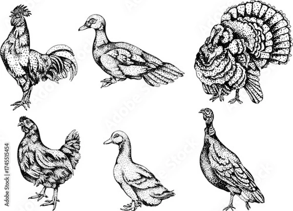 Fototapeta Intricate black-and-white engraving of six birds (roosters, hens, ducks, turkeys) with detailed dot patterns, ideal for farm or rustic designs.