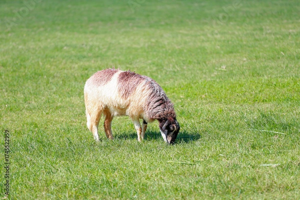 Obraz Close up the brown Sheep is rest in garden