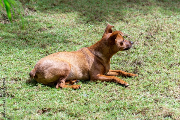 Obraz dog in the grass