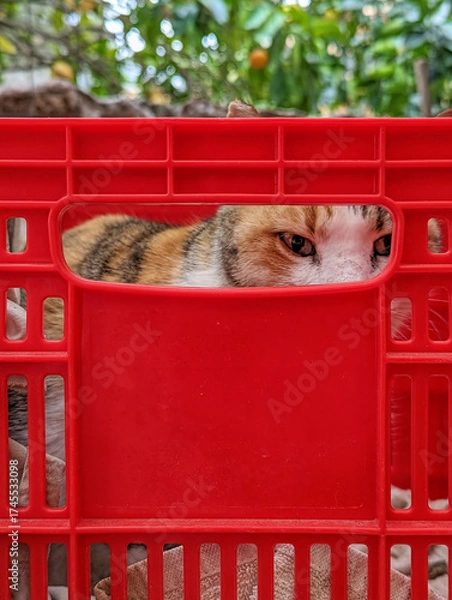 Obraz Curious Cat Peeking Through a Red Plastic Crate