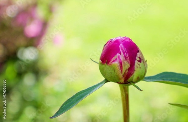 Obraz Peony Bud in Spring
