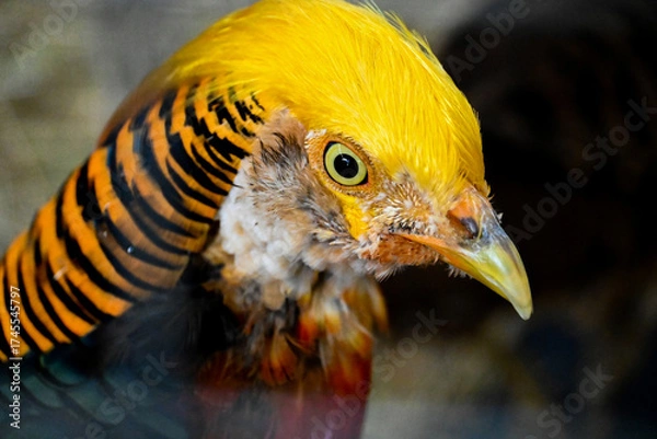 Obraz Golden pheasant