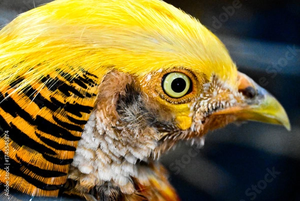 Obraz Golden pheasant