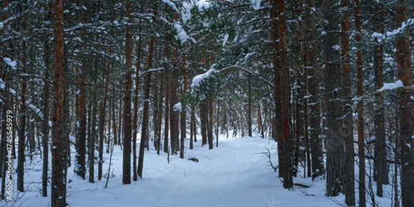 Fototapeta Path in a forest covered in snow during a beautiful winter