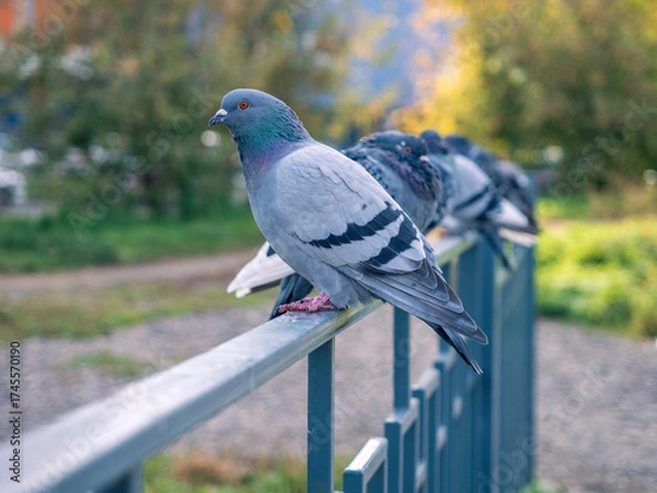 Obraz A line of city pigeons sitting on an iron fence