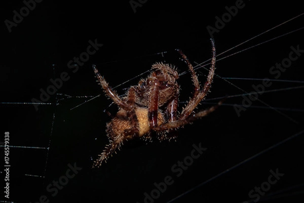 Fototapeta Spider Suspended In Silk Web