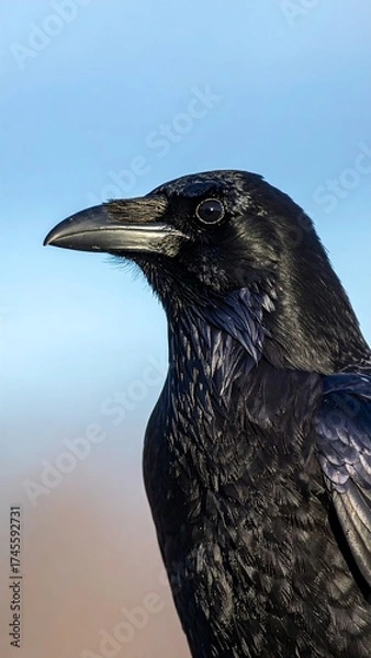 Obraz Close-up of a raven's head and upper body