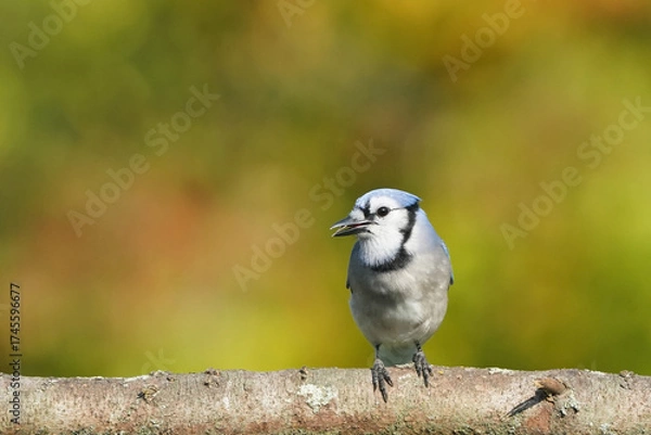 Fototapeta Blue Jays in fall colours