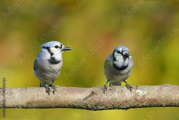Obraz Blue Jays in fall colours
