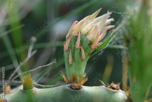 Obraz Bud on prickly pear cactus plant closeup during spring season in Texas nature.