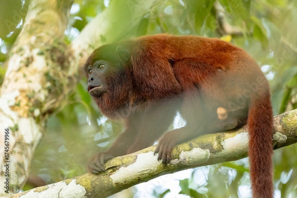Fototapeta Photography of howler monkeys (Alouatta) in the trees of the Amazon rainforest of Madre de Dios, Peru.
