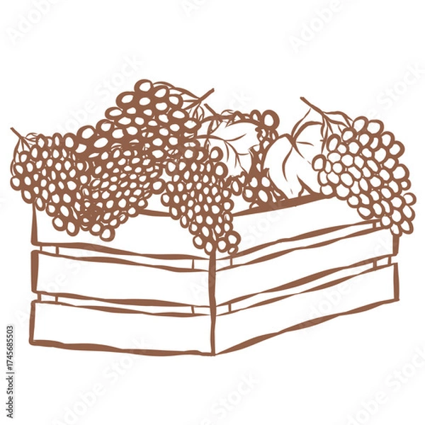 Fototapeta Line Art of Grape in Crate Illustration. Hand-Drawn Doodle.