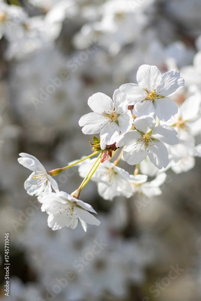 Fototapeta Weiße Kirschblüten