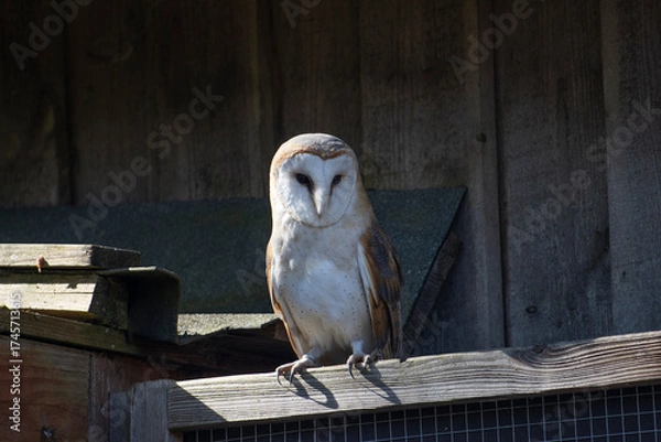 Fototapeta Schleiereule