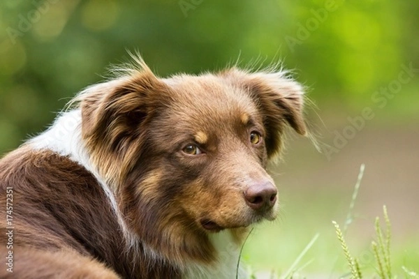 Fototapeta Australian Shepherd
