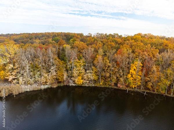 Fototapeta Aerial drone view of autumn forest beside lake with colourful foliage and dry branches