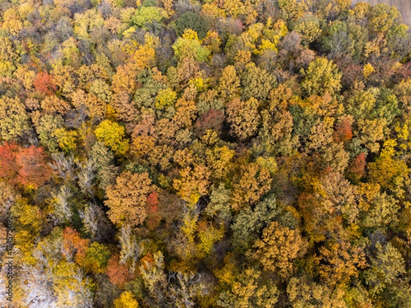Fototapeta Aerial view of a forest in the autumn season at sunset.