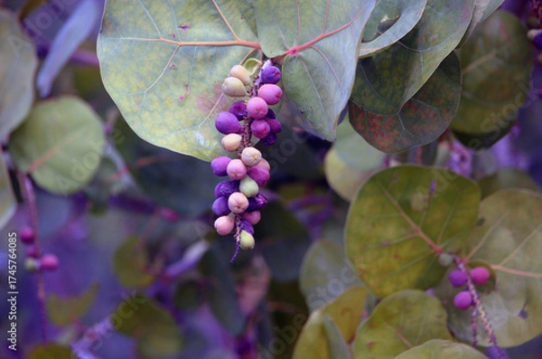 Fototapeta Close-up of ripe sea grapes and green sea grape leaves.
