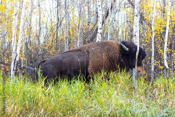 Fototapeta bison scratching his face on a tree