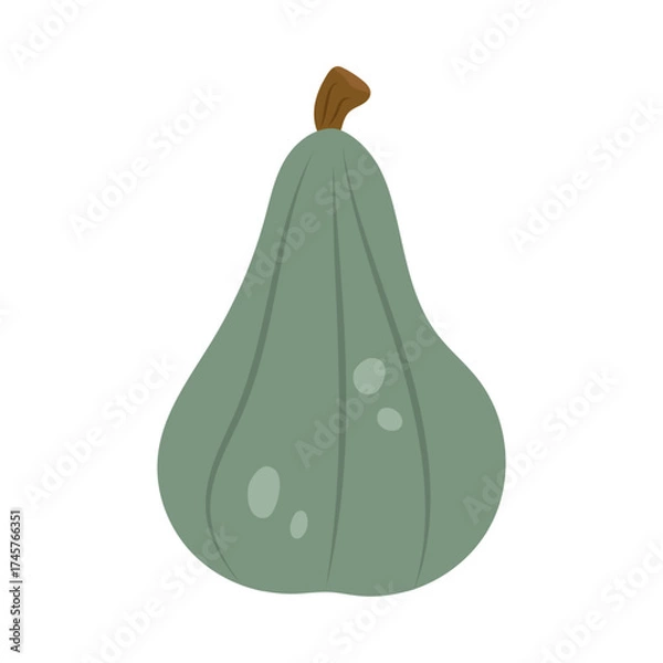 Fototapeta Vector illustration of green pumpkin isolated on white background.
