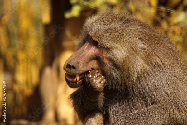 Fototapeta baboon teeth