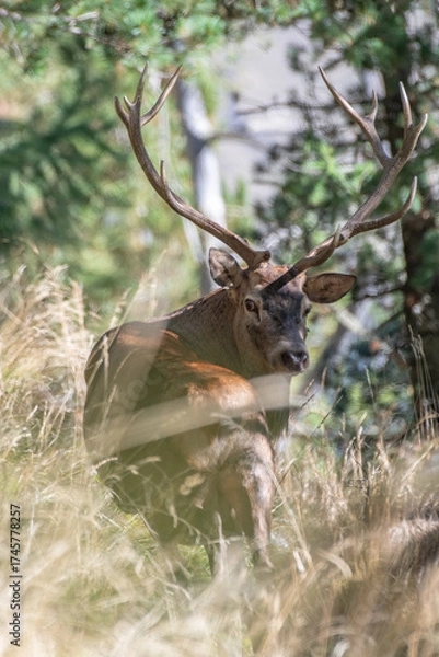 Fototapeta Close-up portrait of a wonderful male Red deer (Cervus elaphus) looking back into camera from the tall grass against forest background. Vertical photo. 
